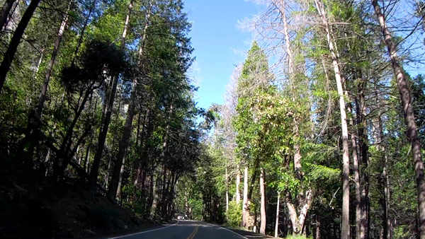 7:10~7:20 移動トンネルビュー→ウッデンプランクロード