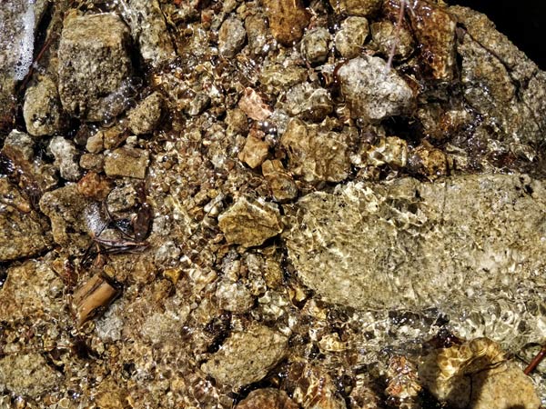 タフトポイントのハイキング 森の中へ突入